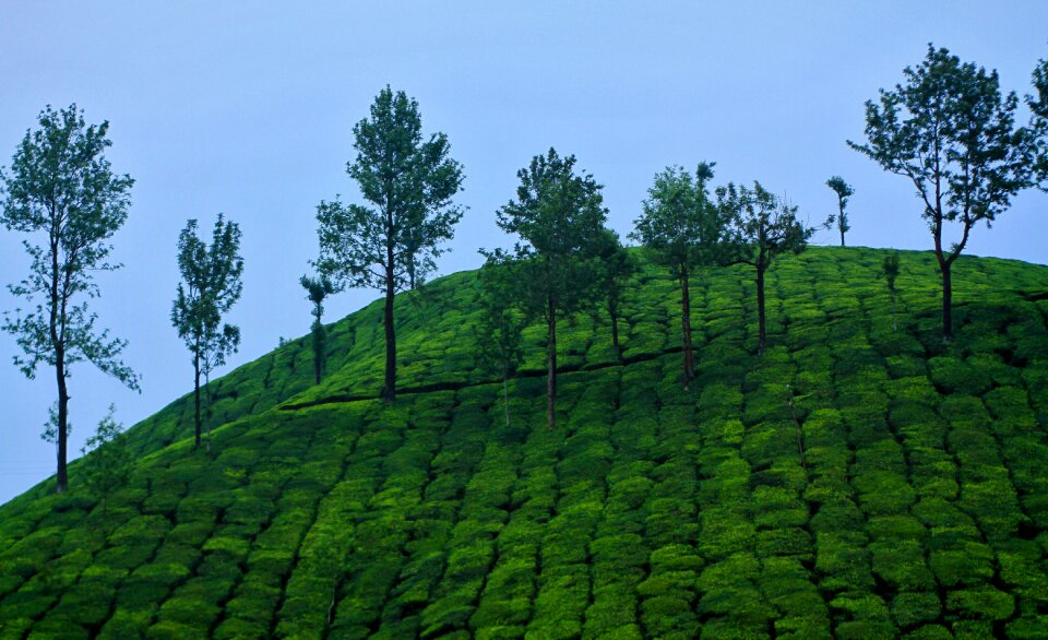 Outdoors green kerala