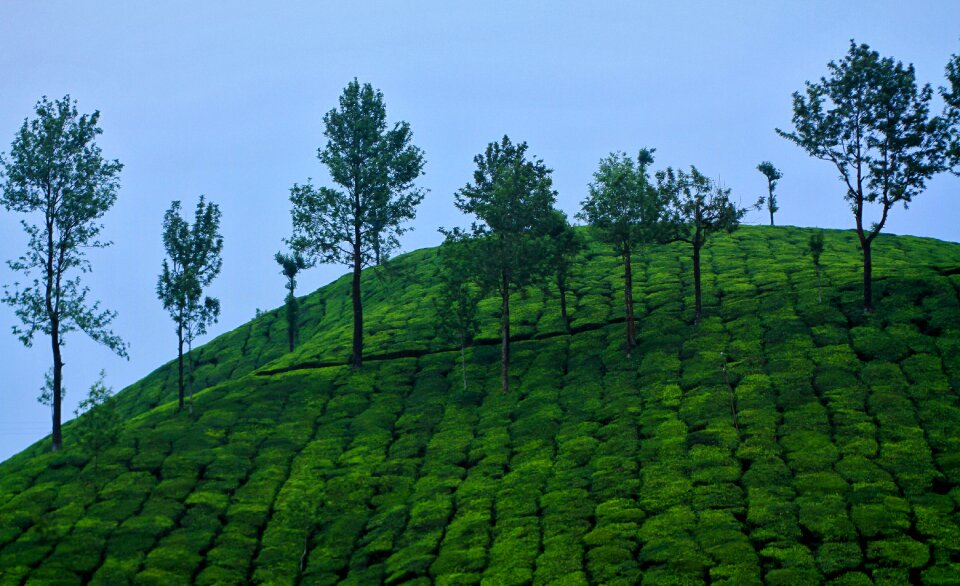 Outdoors green kerala photo