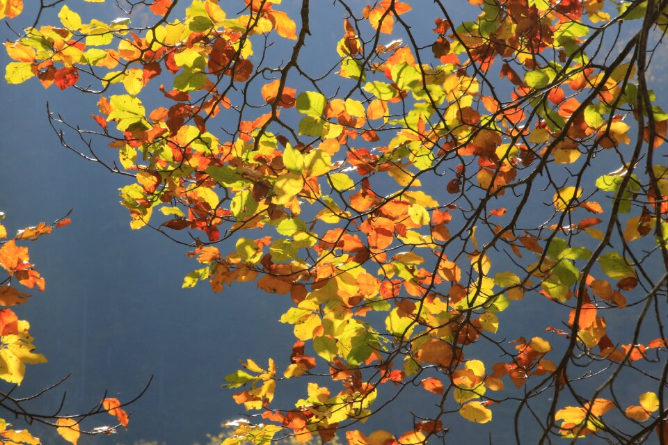 Landscape fall foliage colorful