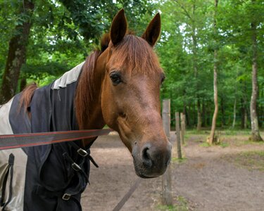 Paddock equine animal photo