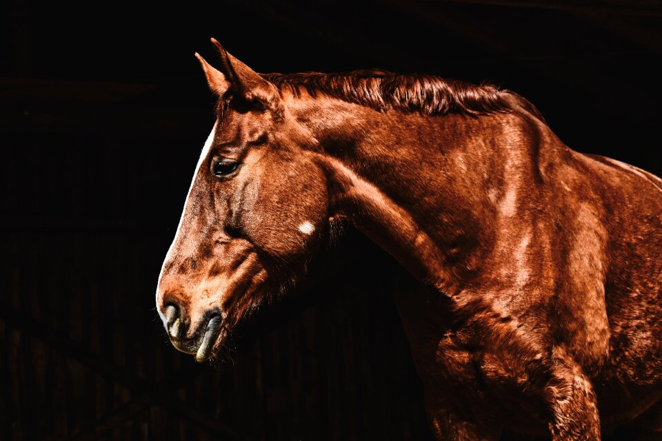 Animal world brown horse stall