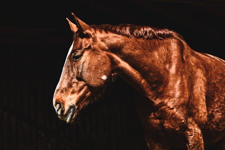 Animal world brown horse stall