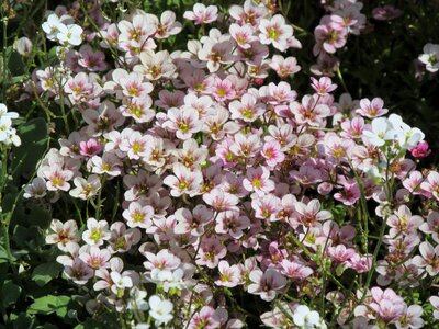 Flowers nature garden