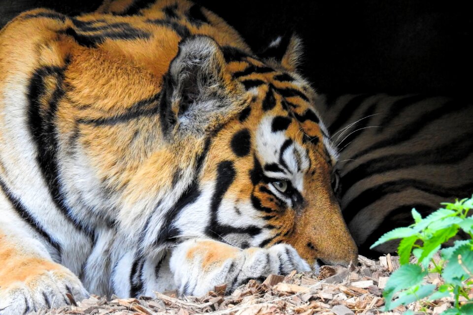 Predator graceful zoo