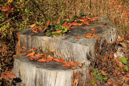 Log wood autumn mood photo