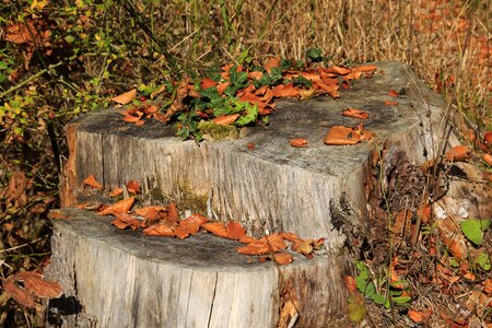 Log wood autumn mood
