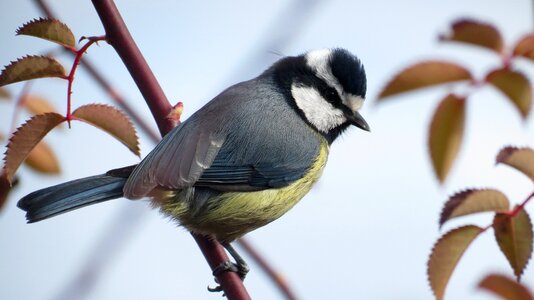 Tenerife north africa bird on branch photo