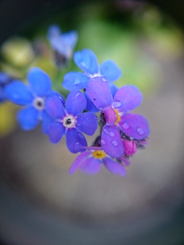Forget me not purple violet