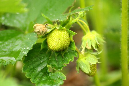 Fruit strawberry food