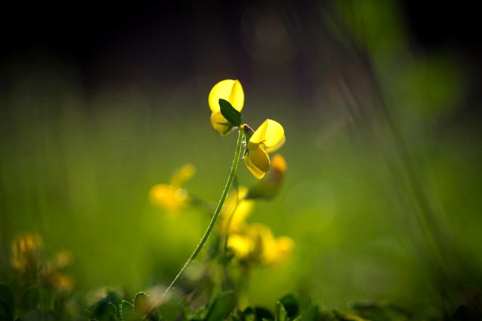 The sapling grass flowers