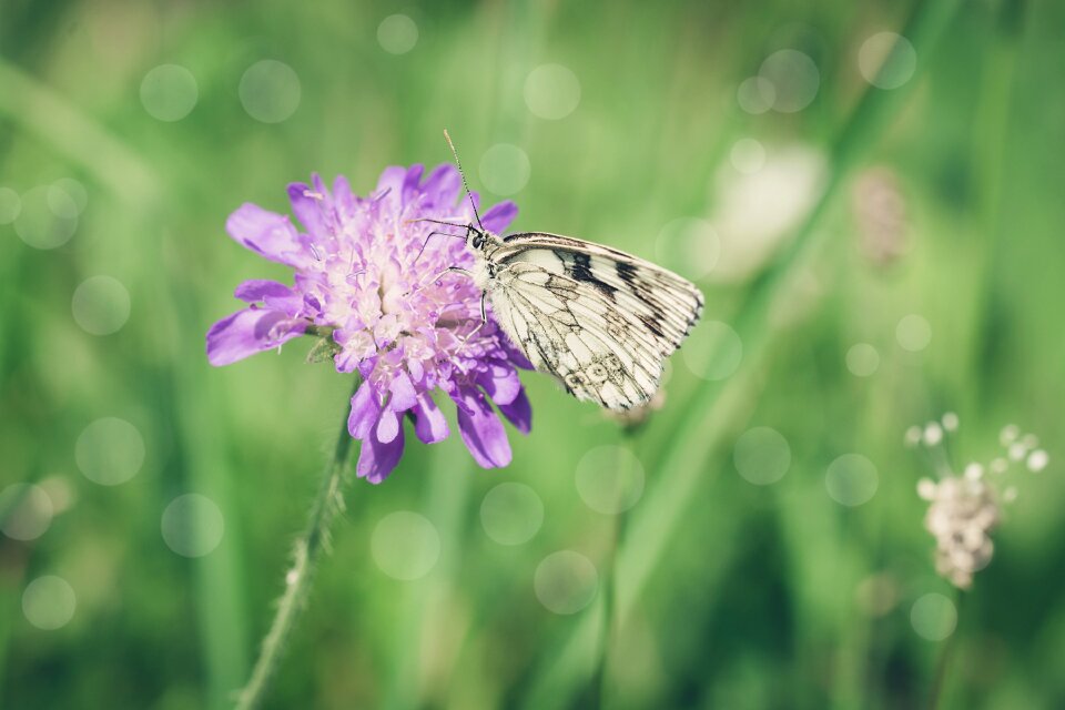 Bloom insect summer