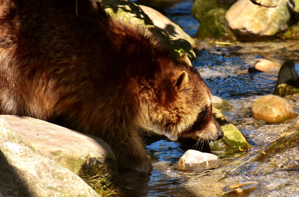 Mammal sweet nature