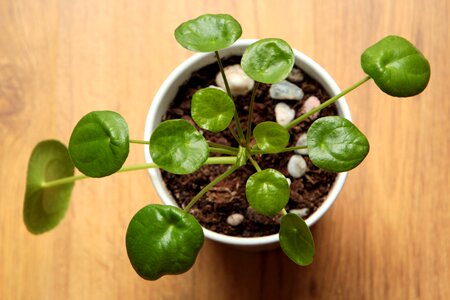 Foliage nature leaf