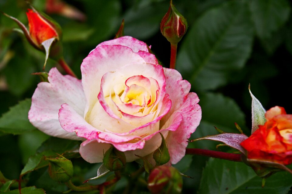 Plant love blossom