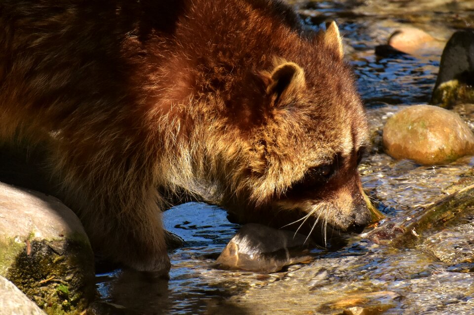 Mammal sweet nature