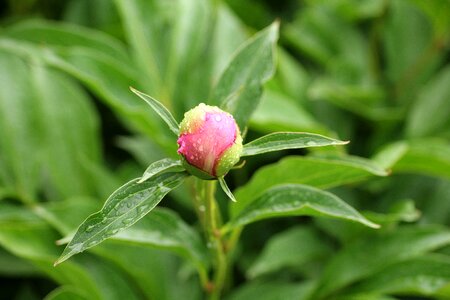 Flower buds garden nature