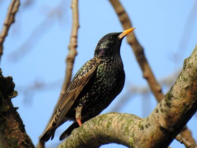 Tree at the court of starling