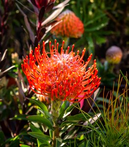 Blossom bloom south africa