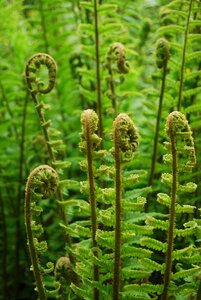 Spiral nature green
