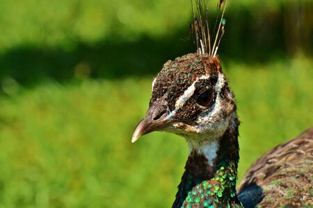 Poultry feather bill photo