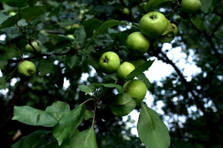 Fruit apple apples