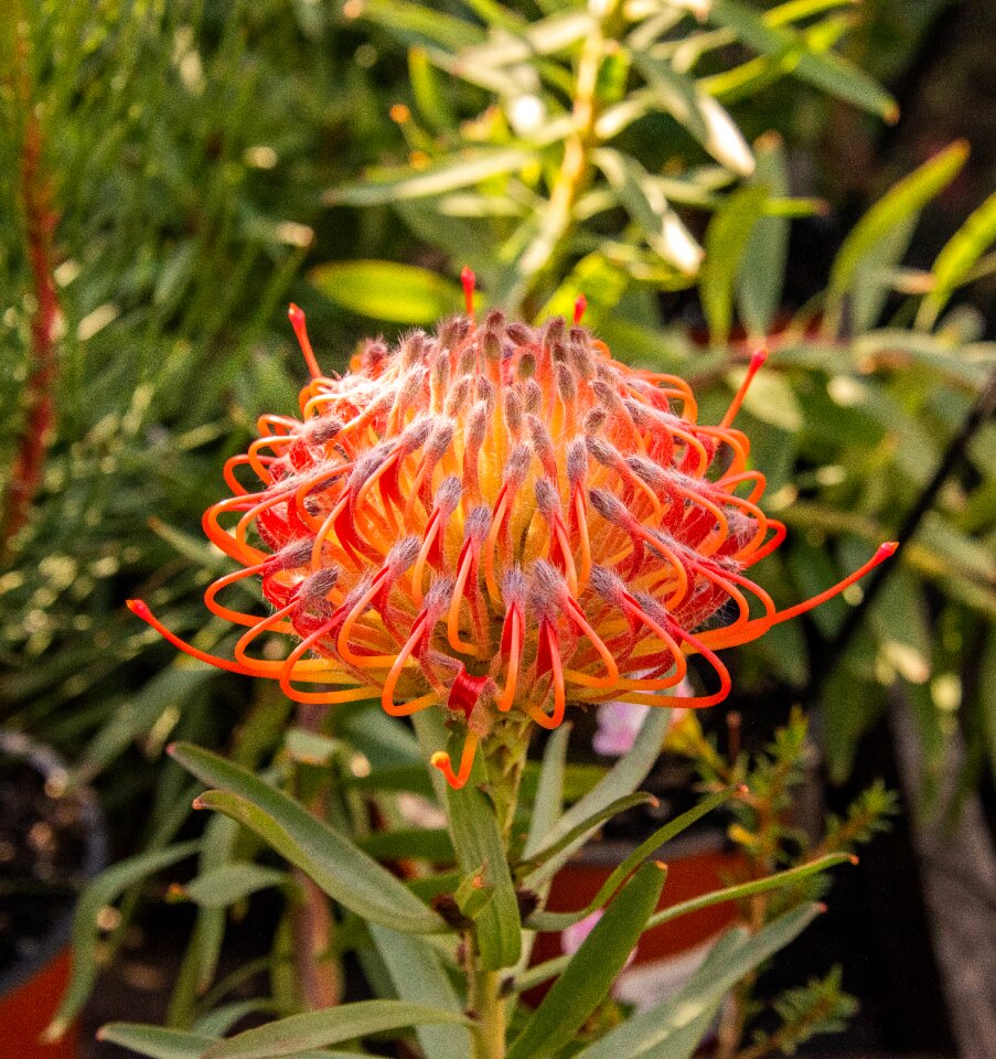 Blossom bloom south africa
