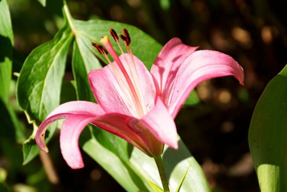 Flower sheet garden