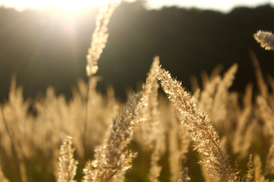 Grass nature krupnyj plan