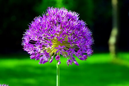 Nature wild flower pink flower