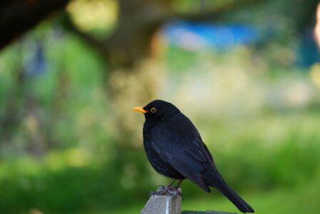 Blackbird bird nature photo