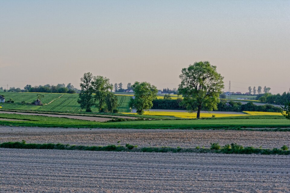 Tree village landscape