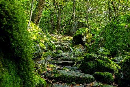 Val maggia switzerland moss