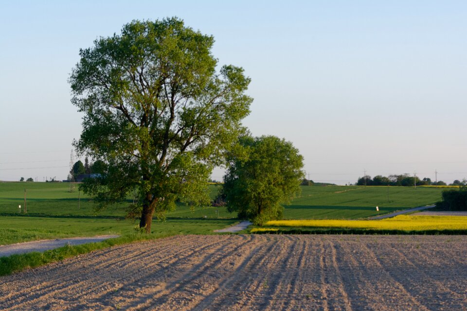 Tree village landscape