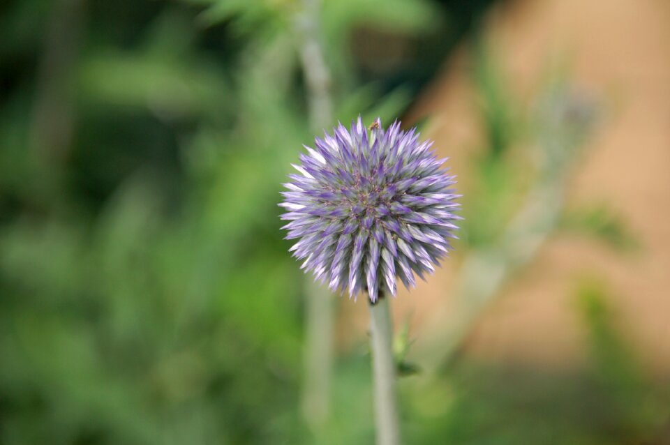 Flower nature spring photo