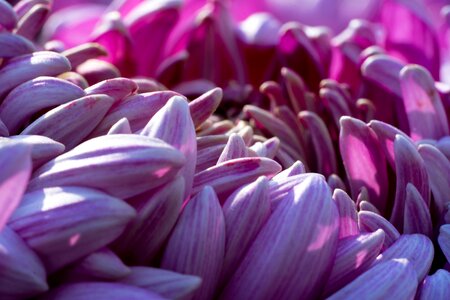 Petal purple macro photo