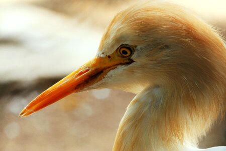 Beak long neck beautiful eyes photo