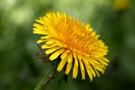 Nature spring bloom photo