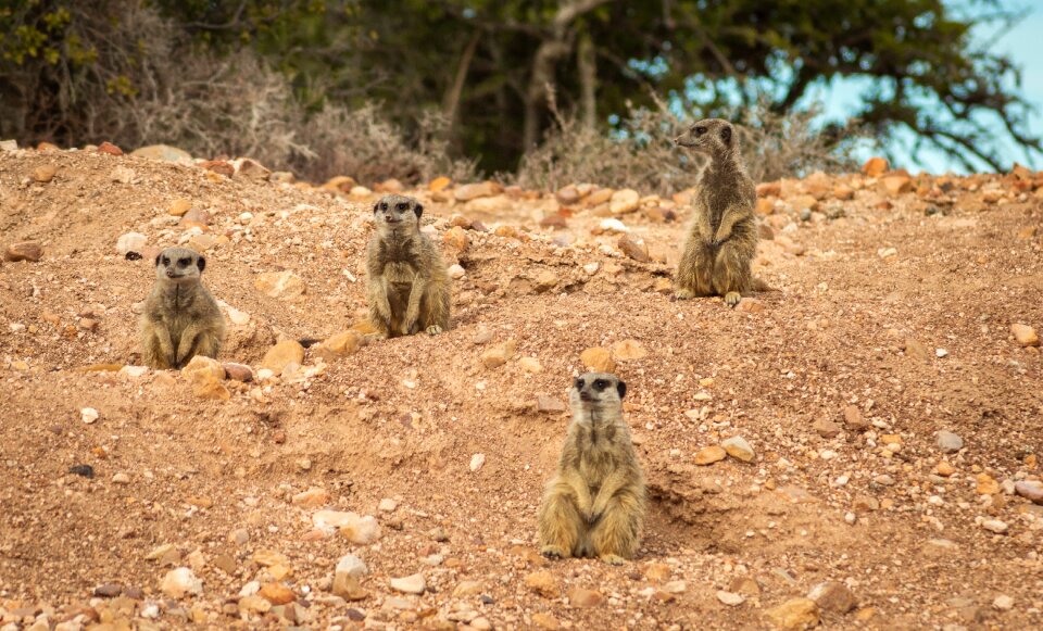 Nature animal world cute