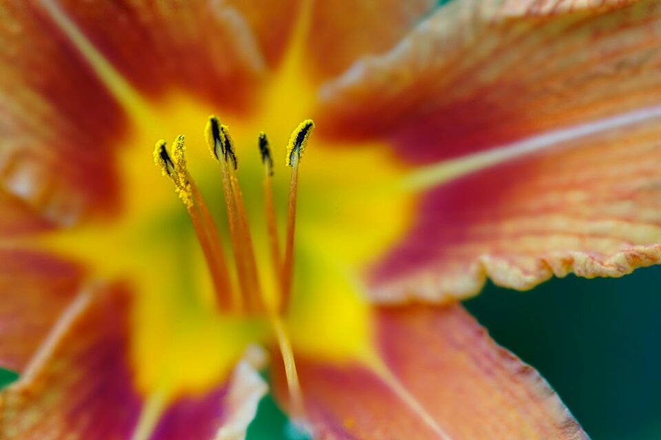 Stamens close up blossom