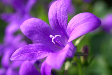 Purple flower plant nature photo
