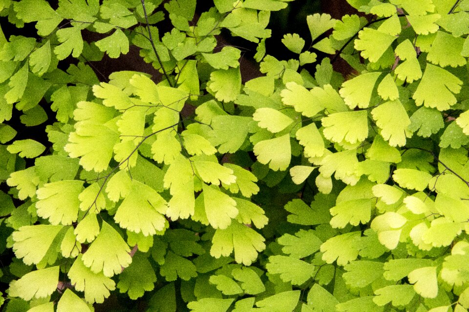 Leaf environment garden