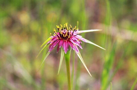 Pollen pistil flowers