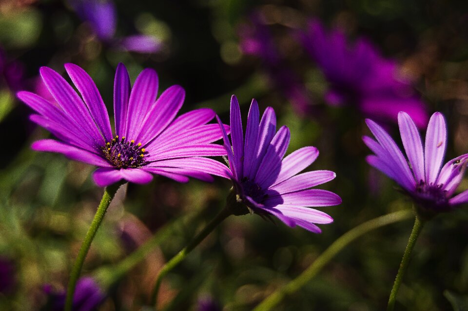 Petals purple flower flowers photo