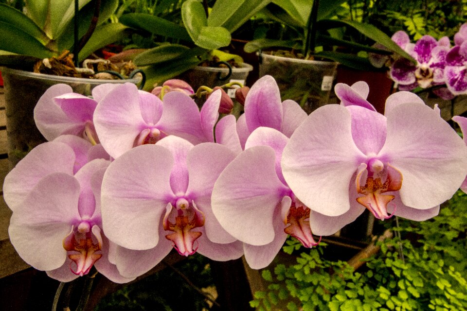 Plant tropical nature