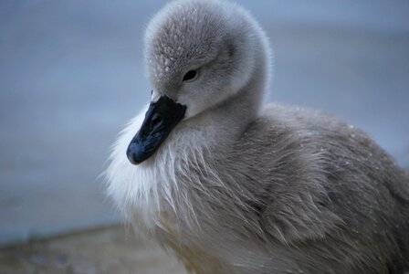 Nature bird white swan photo