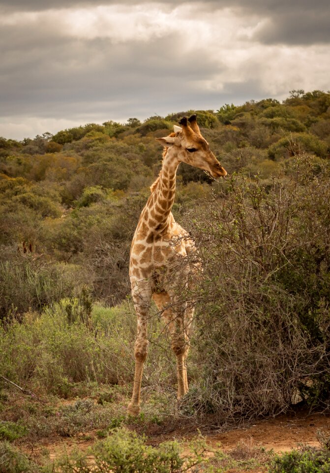Savannah bush eat