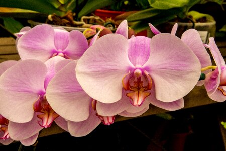 Plant pink orchid exotic photo