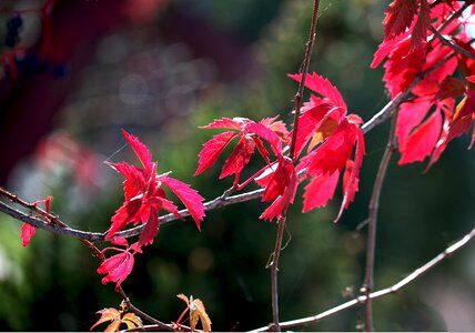 Autumn season twigs