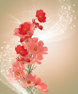 Beauty blooming kosmeja