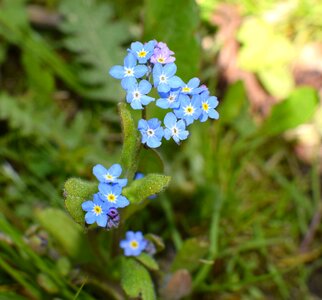 Blue pointed flower flower